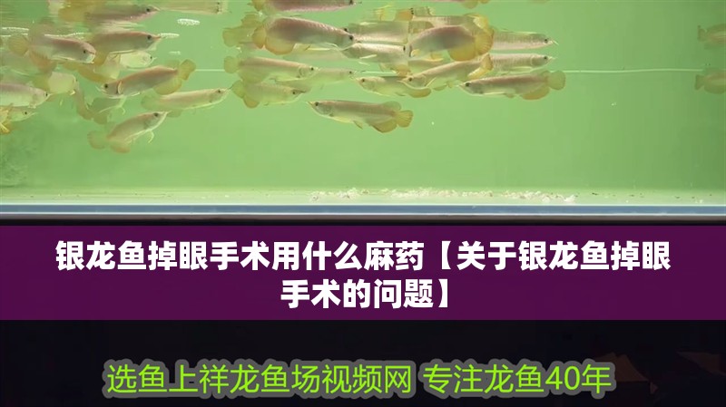 銀龍魚掉眼手術用什么麻藥【關于銀龍魚掉眼手術的問題】