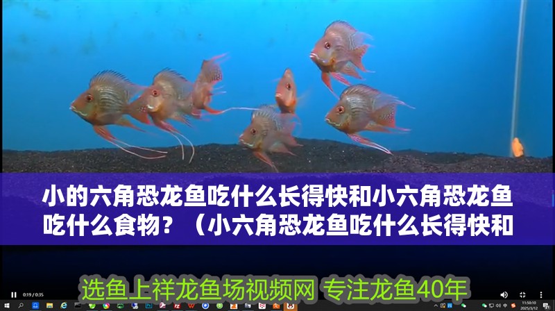 小的六角恐龍魚吃什么長(zhǎng)得快和小六角恐龍魚吃什么食物？（小六角恐龍魚吃什么長(zhǎng)得快和小六角恐龍魚吃什么長(zhǎng)得快）