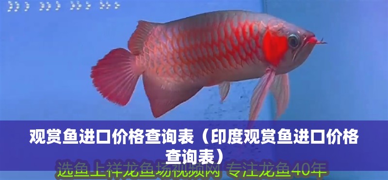 觀賞魚進口價格查詢表（印度觀賞魚進口價格查詢表）
