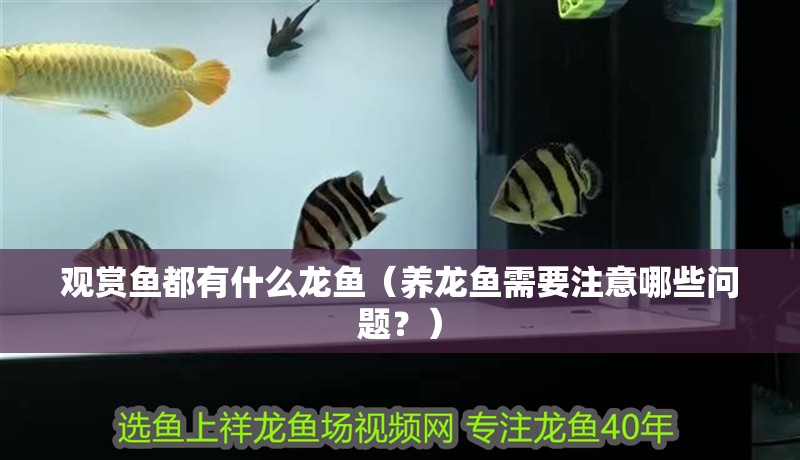 觀賞魚都有什么龍魚（養(yǎng)龍魚需要注意哪些問題？）