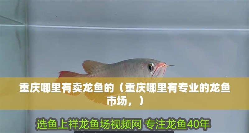 重慶哪里有賣龍魚的（重慶哪里有專業的龍魚市場，）