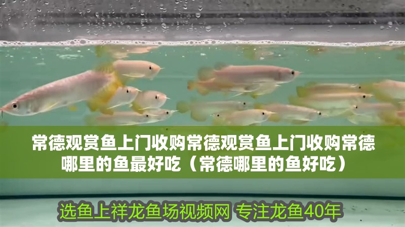 常德觀賞魚上門收購常德觀賞魚上門收購常德哪里的魚最好吃（常德哪里的魚好吃）