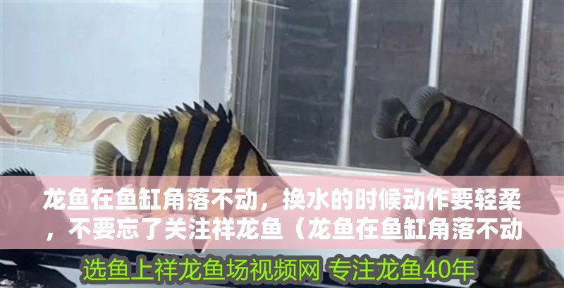 龍魚在魚缸角落不動(dòng)，換水的時(shí)候動(dòng)作要輕柔，不要忘了關(guān)注祥龍魚（龍魚在魚缸角落不動(dòng)怎么辦）
