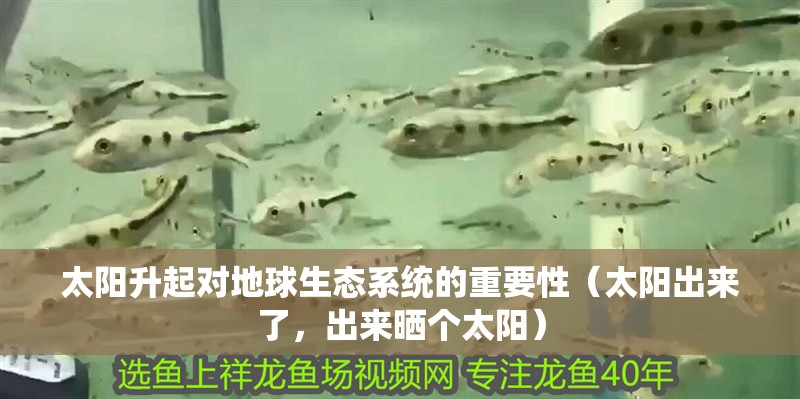 太陽升起對地球生態系統的重要性（太陽出來了，出來曬個太陽）