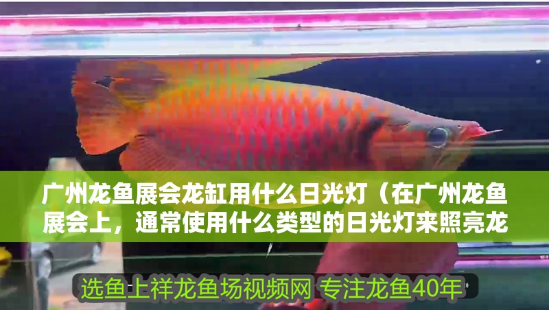 廣州龍魚展會龍缸用什么日光燈（在廣州龍魚展會上，通常使用什么類型的日光燈來照亮龍缸？）
