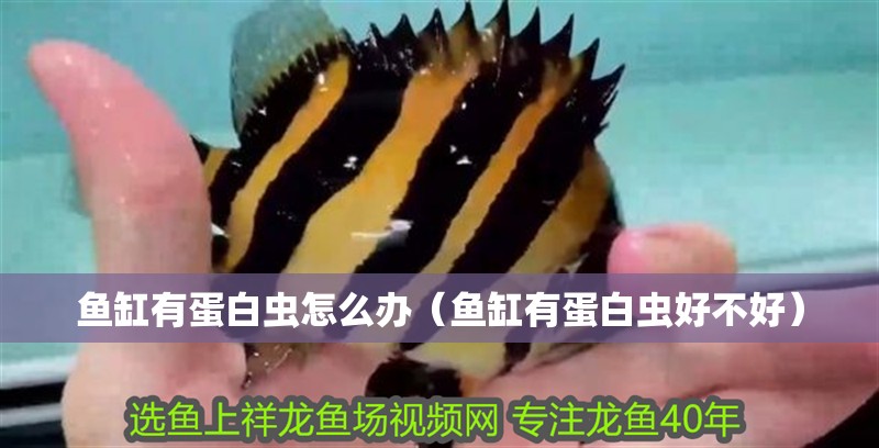 魚缸有蛋白蟲怎么辦（魚缸有蛋白蟲好不好）