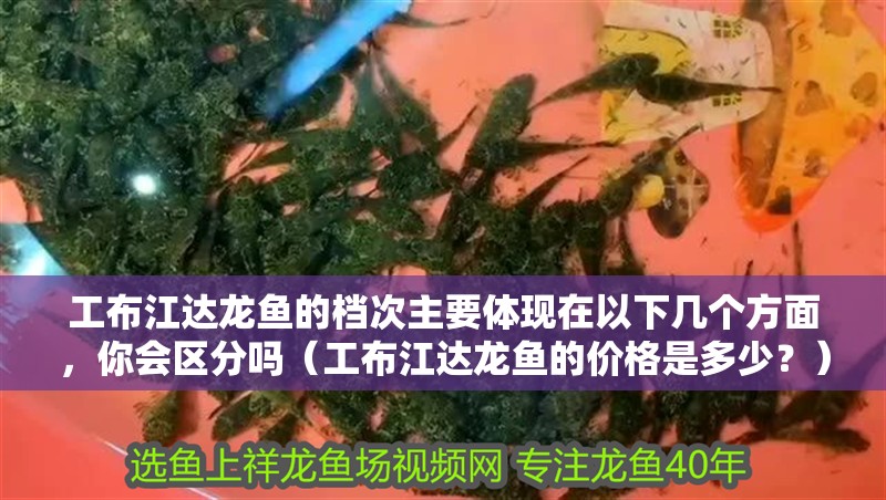 工布江達龍魚的檔次主要體現在以下幾個方面，你會區分嗎（工布江達龍魚的價格是多少？）