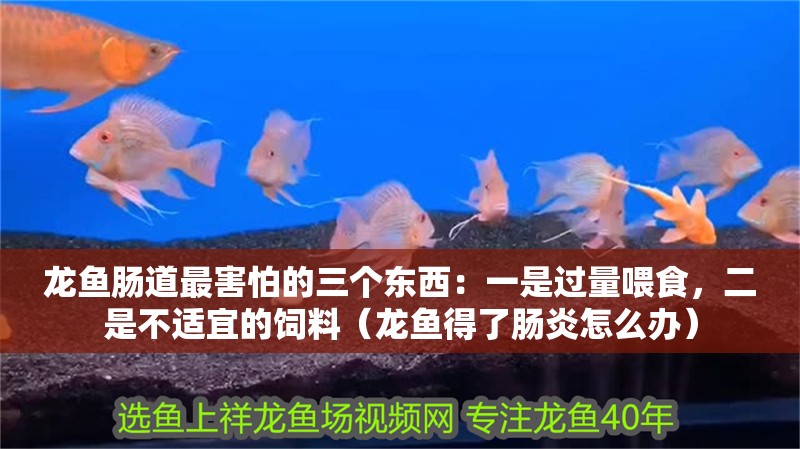 龍魚腸道最害怕的三個東西：一是過量喂食，二是不適宜的飼料（龍魚得了腸炎怎么辦）