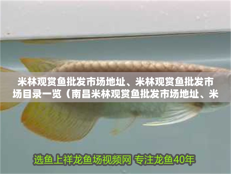 米林觀賞魚批發市場地址、米林觀賞魚批發市場目錄一覽（<strong><mark>南昌</mark></strong>米林觀賞魚批發市場地址、米林觀賞魚批發市場地址）