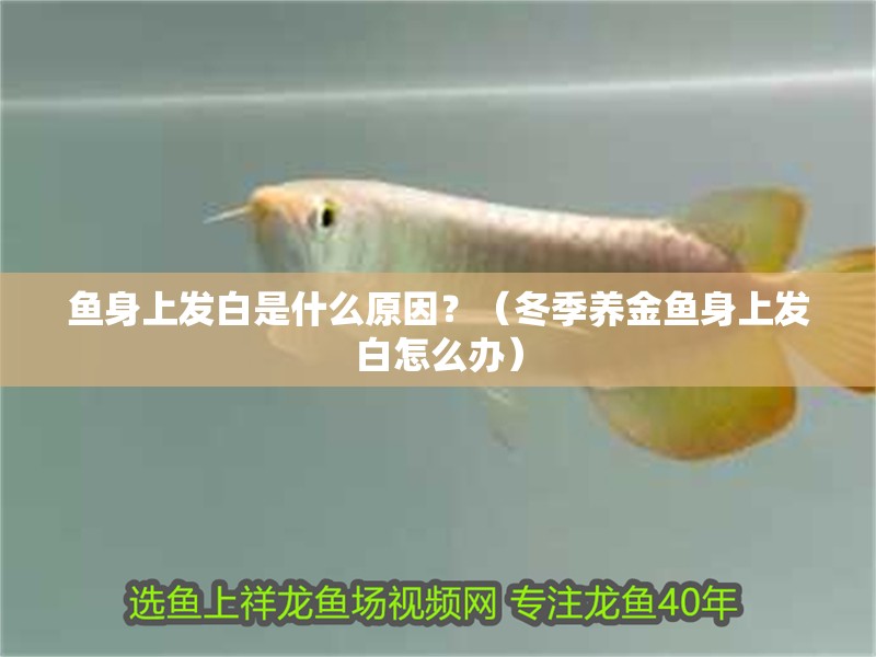 魚身上發(fā)白是什么原因？（冬季養(yǎng)金魚身上發(fā)白怎么辦）