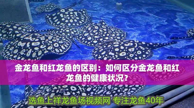 金龍魚和紅龍魚的區別：如何區分金龍魚和紅龍魚的健康狀況？