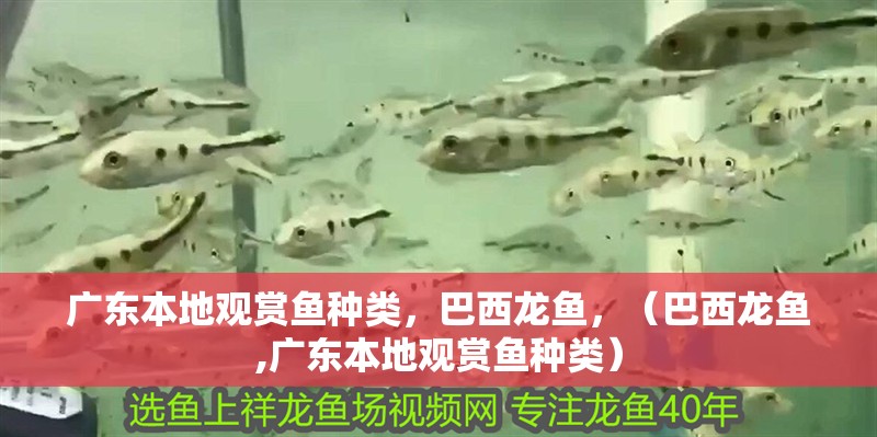 廣東本地觀賞魚(yú)種類(lèi)，巴西龍魚(yú)，（巴西龍魚(yú),廣東本地觀賞魚(yú)種類(lèi)）