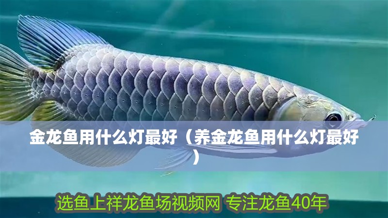 金龍魚用什么燈最好（養(yǎng)金龍魚用什么燈最好）