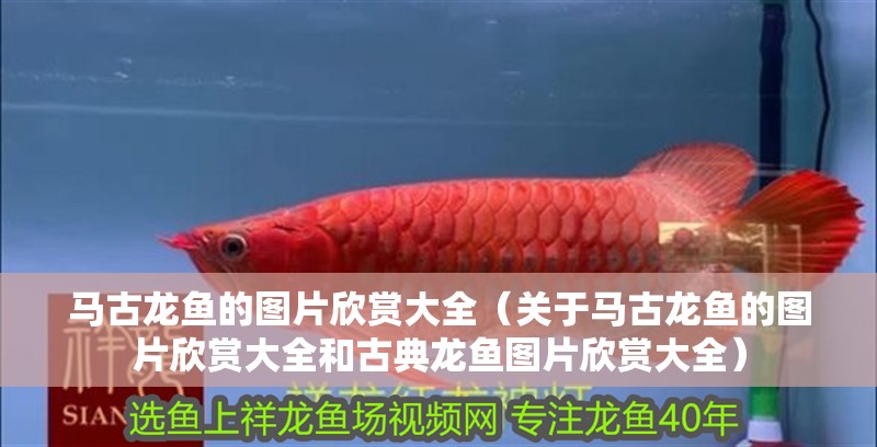馬古龍魚的圖片欣賞大全（關(guān)于馬古龍魚的圖片欣賞大全和古典龍魚圖片欣賞大全）