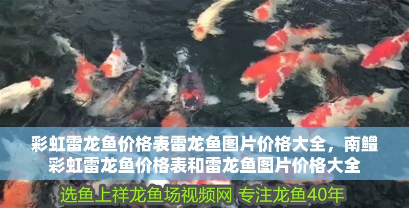 彩虹雷龍魚價格表雷龍魚圖片價格大全，南鱧彩虹雷龍魚價格表和雷龍魚圖片價格大全