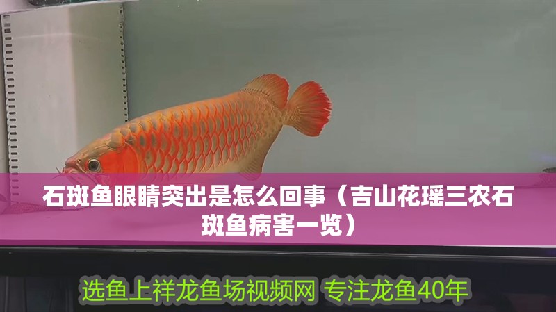 石斑魚眼睛突出是怎么回事（吉山花瑤三農石斑魚病害一覽）
