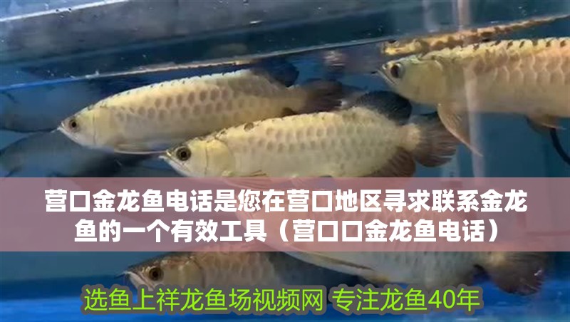 營口金龍魚電話是您在營口地區尋求聯系金龍魚的一個有效工具（營口口金龍魚電話）