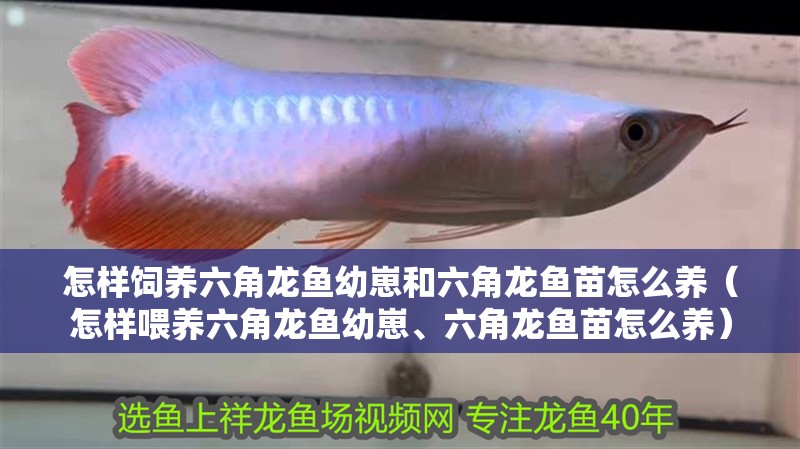 怎樣飼養六角龍魚幼崽和六角龍魚苗怎么養（怎樣喂養六角龍魚幼崽、六角龍魚苗怎么養）