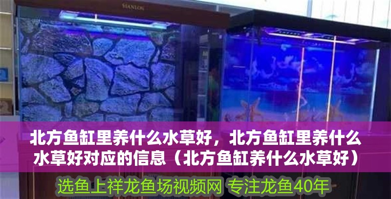 北方魚缸里養什么水草好，北方魚缸里養什么水草好對應的信息（北方魚缸養什么水草好）