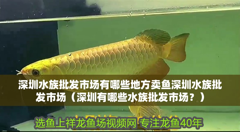深圳水族批發市場有哪些地方賣魚深圳水族批發市場（深圳有哪些水族批發市場？）