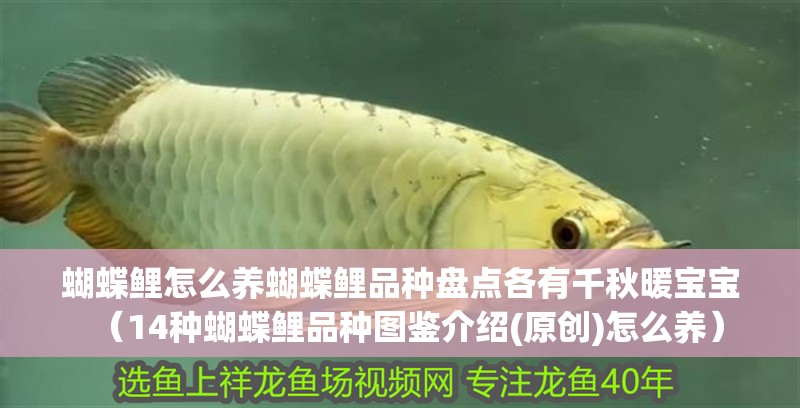 蝴蝶鯉怎么養(yǎng)蝴蝶鯉品種盤點各有千秋暖寶寶（14種蝴蝶鯉品種圖鑒介紹(原創(chuàng))怎么養(yǎng)）