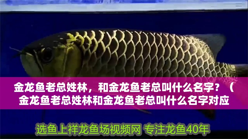 金龍魚老總姓林，和金龍魚老總叫什么名字？（金龍魚老總姓林和金龍魚老總叫什么名字對應的信息）