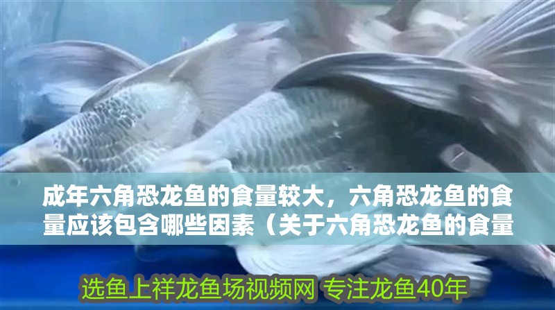 成年六角恐龍魚的食量較大，六角恐龍魚的食量應該包含哪些因素（關于六角恐龍魚的食量問題）