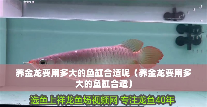養金龍要用多大的魚缸合適呢（養金龍要用多大的魚缸合適）