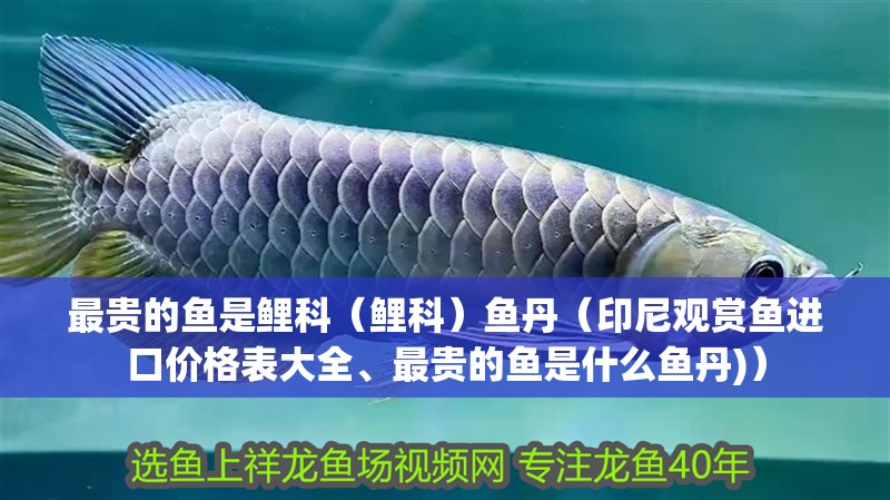 最貴的魚(yú)是鯉科（鯉科）魚(yú)丹（印尼觀賞魚(yú)進(jìn)口價(jià)格表大全、最貴的魚(yú)是什么魚(yú)丹)）
