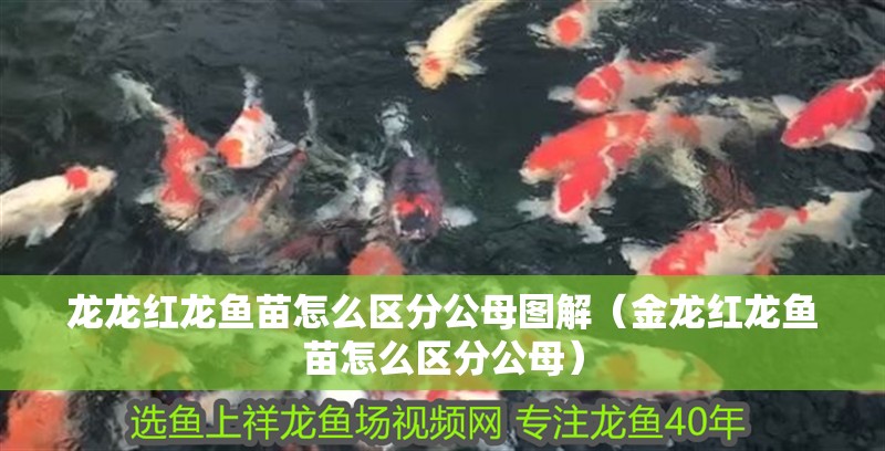 龍龍紅龍魚苗怎么區分公母圖解（金龍紅龍魚苗怎么區分公母）
