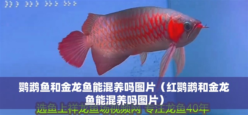 鸚鵡魚和金龍魚能混養嗎圖片（紅鸚鵡和金龍魚能混養嗎圖片）