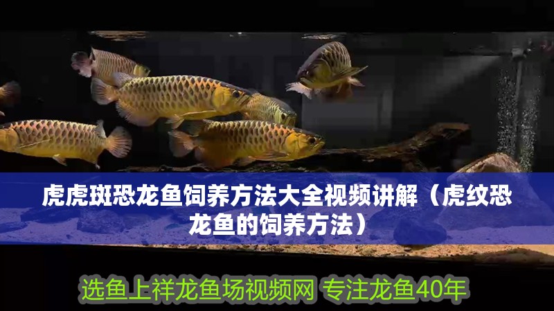 虎虎斑恐龍魚飼養(yǎng)方法大全視頻講解（虎紋恐龍魚的飼養(yǎng)方法）