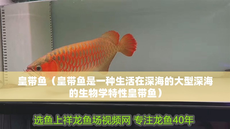 皇帶魚（皇帶魚是一種生活在深海的大型深海的生物學特性皇帶魚）
