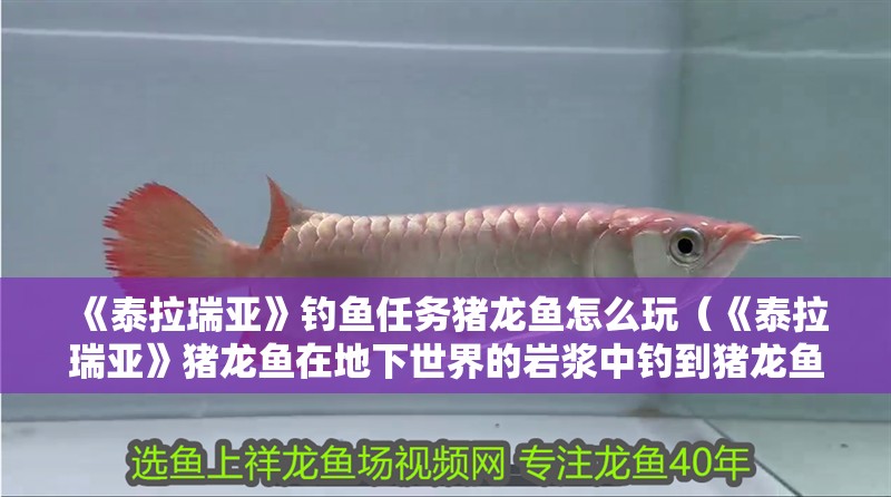 《泰拉瑞亞》釣魚任務(wù)豬龍魚怎么玩（《泰拉瑞亞》豬龍魚在地下世界的巖漿中釣到豬龍魚到底是釣的）