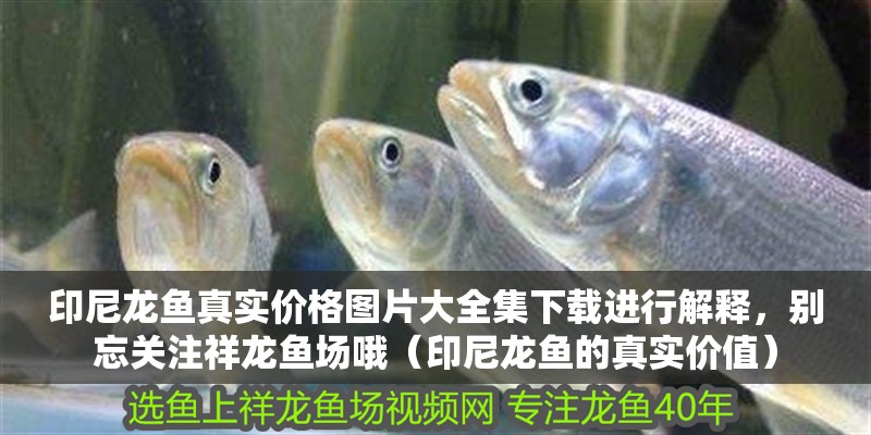 印尼龍魚(yú)真實(shí)價(jià)格圖片大全集下載進(jìn)行解釋?zhuān)瑒e忘關(guān)注祥龍魚(yú)場(chǎng)哦（印尼龍魚(yú)的真實(shí)價(jià)值）