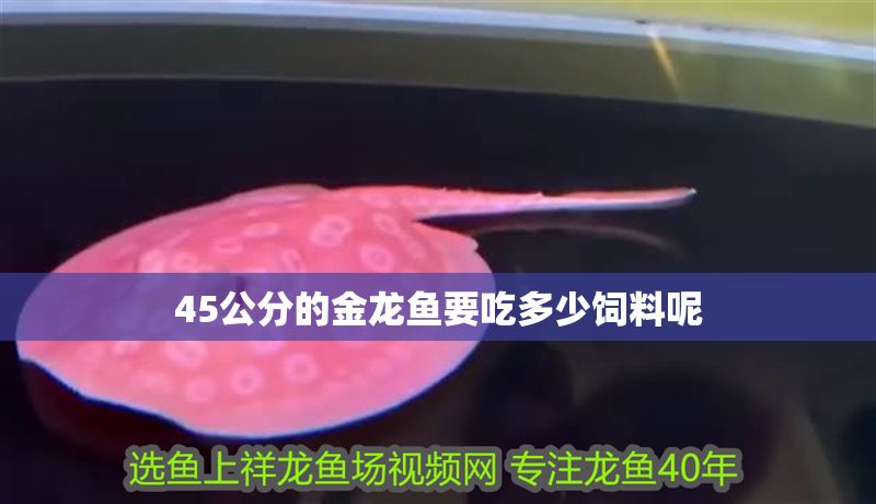 45公分的金龍魚要吃多少飼料呢