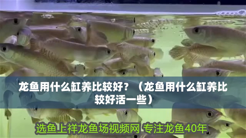 龍魚用什么缸養比較好？（龍魚用什么缸養比較好活一些）