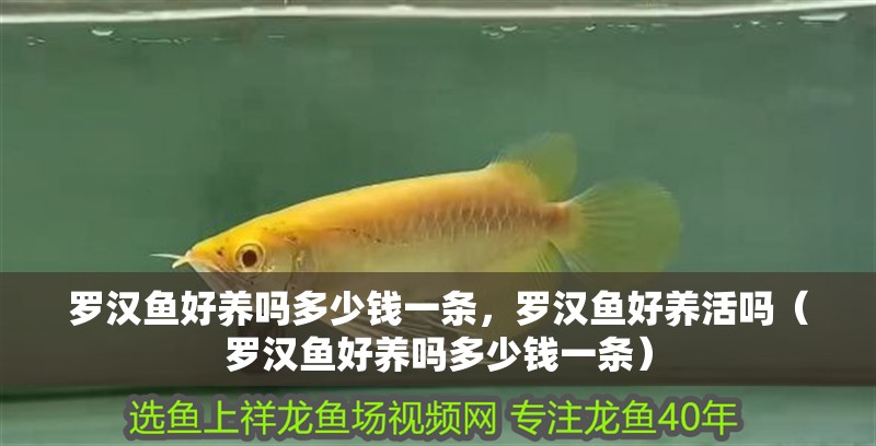 羅漢魚好養嗎多少錢一條，羅漢魚好養活嗎（羅漢魚好養嗎多少錢一條）