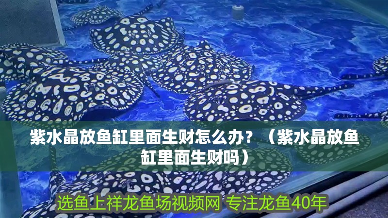 紫水晶放魚缸里面生財怎么辦？（紫水晶放魚缸里面生財嗎）