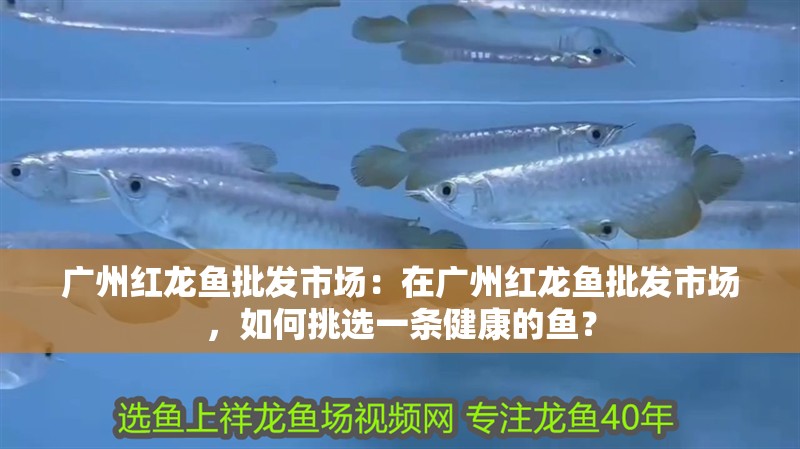 廣州紅龍魚批發市場：在廣州紅龍魚批發市場，如何挑選一條健康的魚？