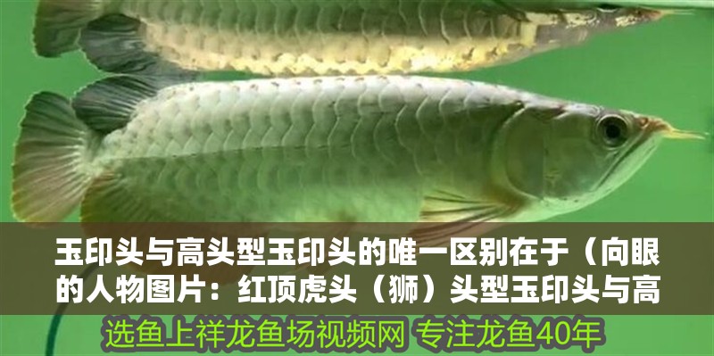 玉印頭與高頭型玉印頭的唯一區別在于（向眼的人物圖片：紅頂虎頭（獅）頭型玉印頭與高頭型玉印頭）