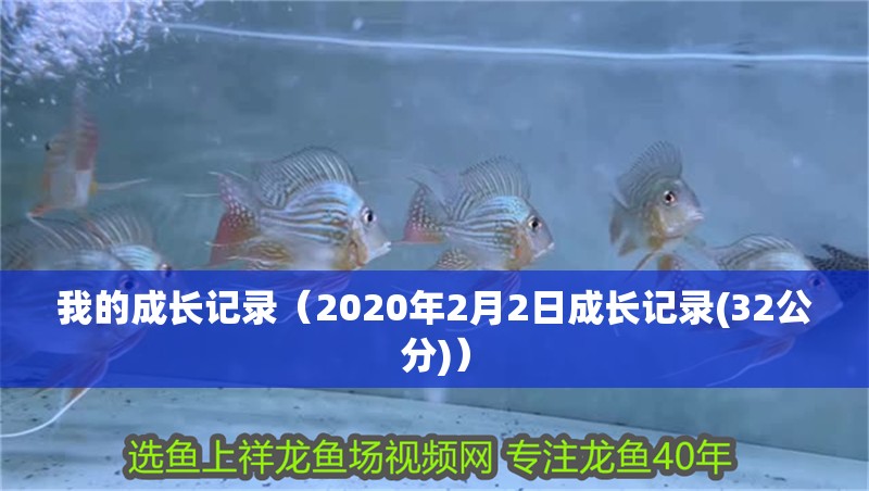 我的成長記錄（2020年2月2日成長記錄(32公分)）