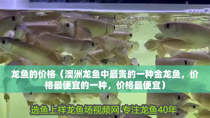 龍魚的價格（澳洲龍魚中最貴的一種金龍魚，價格最便宜的一種，價格最便宜）