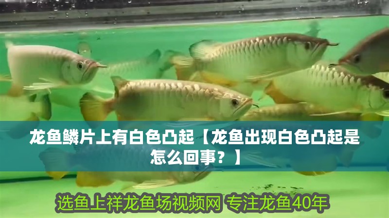 龍魚鱗片上有白色凸起【龍魚出現(xiàn)白色凸起是怎么回事？】