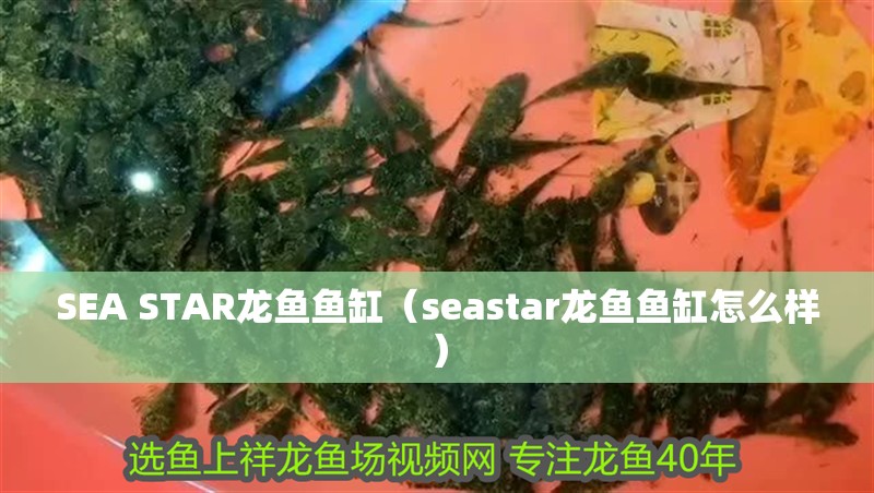 魚缸過濾器選購指南:自制魚缸過濾器魚缸上置過濾器對于養魚愛好者的必備知識 SEA STAR龍魚魚缸(seastar龍魚魚缸怎么樣) 觀賞魚百科 SEA STAR龍魚魚缸(seastar龍魚魚缸怎么樣) SEA STAR龍魚魚缸(seastar龍魚魚缸怎么樣) 觀賞魚百科