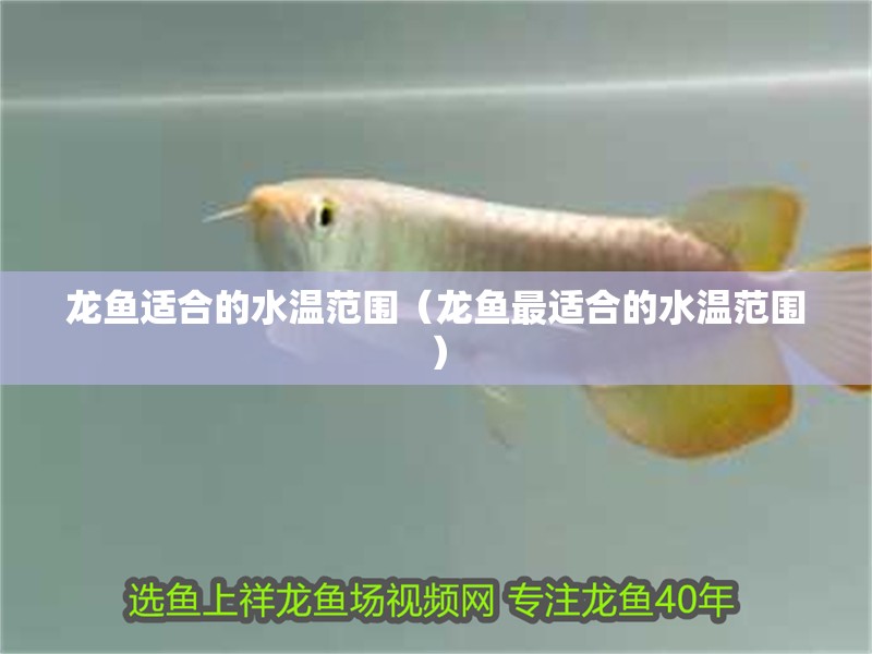 龍魚適合的水溫范圍（龍魚最適合的水溫范圍）