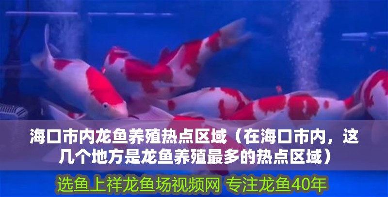海口市內龍魚養殖熱點區域（在海口市內，這幾個地方是龍魚養殖最多的熱點區域）