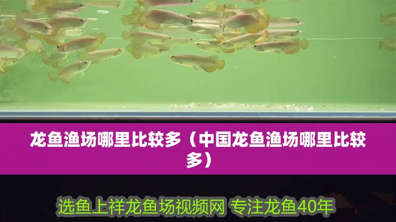 龍魚漁場哪里比較多（中國龍魚漁場哪里比較多）