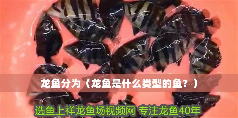 龍魚分為（龍魚是什么類型的魚？）