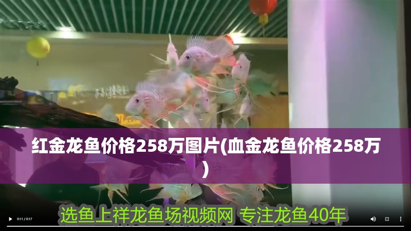 紅金龍魚價格258萬圖片(血金龍魚價格258萬)